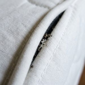 빈대 서식 증거 1